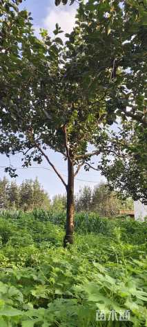 30公分柿树