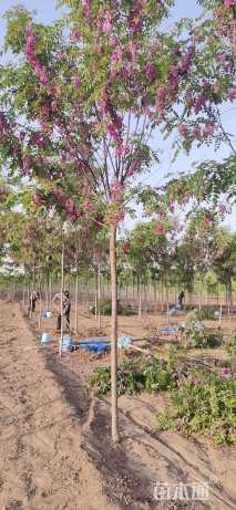 8公分香花槐