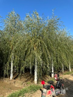 12公分金丝垂柳