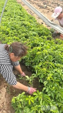 40厘米五叶地锦