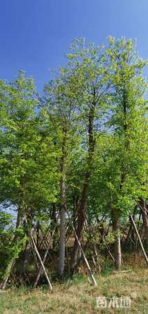 20公分朴树