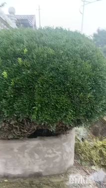 高度1.8厘米雀舌黄杨