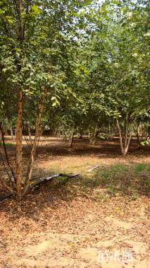 高度700厘米(5杆)丛生白桦