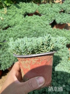 高度10厘米薄雪万年草