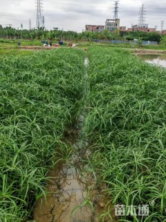 高度30厘米旱伞草