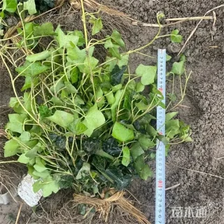 80厘米常青藤