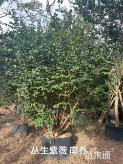 高度250厘米丛生紫薇