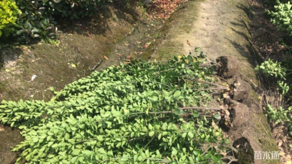 高度200厘米北海道黄杨柱