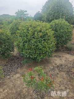 冠幅150厘米红叶石楠球