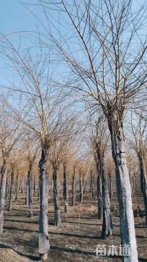 14公分金丝垂柳