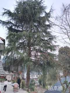 高度1300厘米雪松