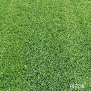 黑麦草