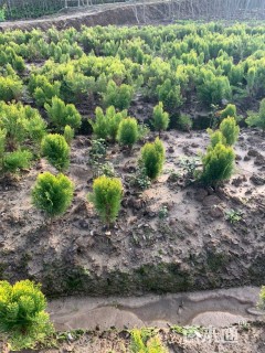 高度30厘米洒金柏