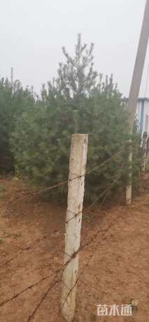 移栽苗白皮松