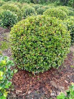 冠幅150厘米春鹃球