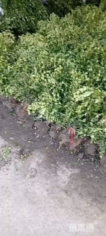 高度40厘米小叶黄杨