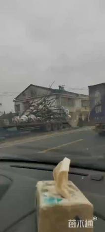 10公分栾树