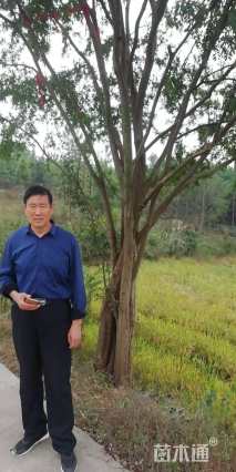 90公分丛生榔榆