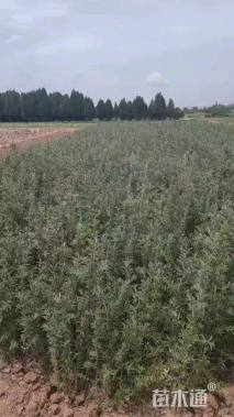 高度30厘米沙棘