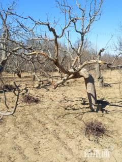 160公分八棱海棠