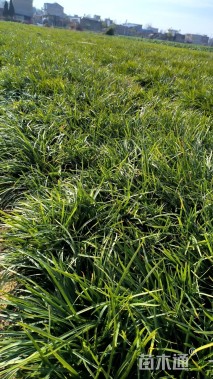 高度15厘米细叶麦冬草