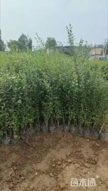 高度80厘米小叶女贞