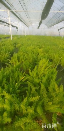 高度40厘米狐尾天门冬