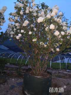 高度2.88厘米木绣球