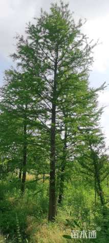 19公分中山杉