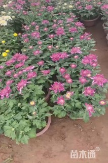 高度30厘米菊花