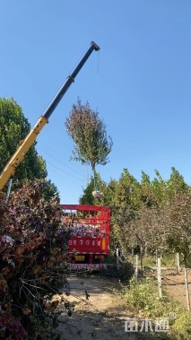 12公分美国红枫