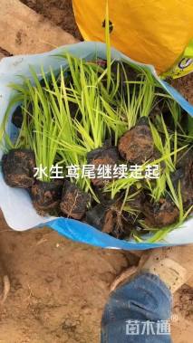 高度30厘米黄菖蒲