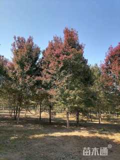 13公分美国红枫-红点