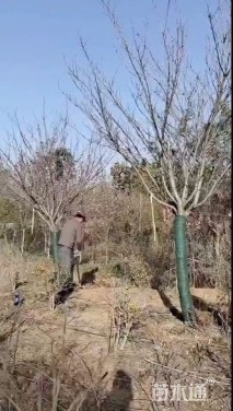 15公分樱花