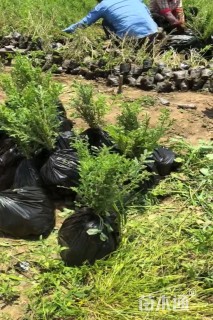 高度50厘米沙枣