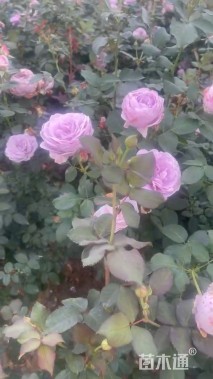 1.5公分小青杆树状月季