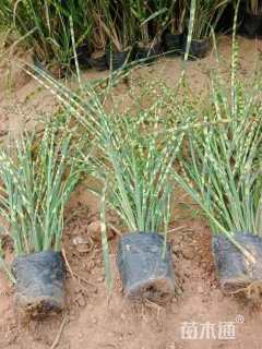 高度20厘米斑叶芒