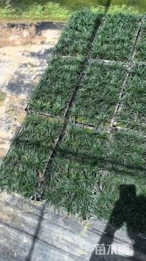 高度15厘米满天星