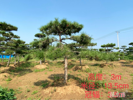 13.5公分造型油松