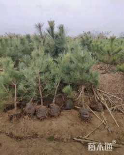 高度90厘米黑松