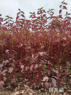 高度130厘米红瑞木