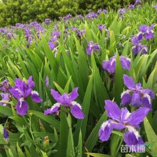 高度30厘米鸢尾