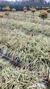 高度15厘米金边麦冬