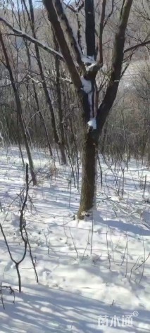 18公分五角枫