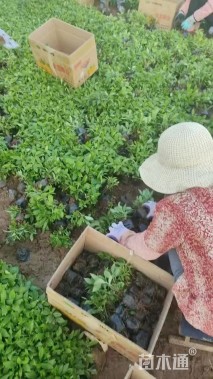 高度15厘米宿根福禄考