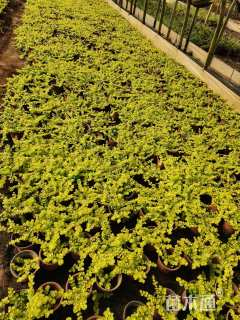 高度10厘米过路黄