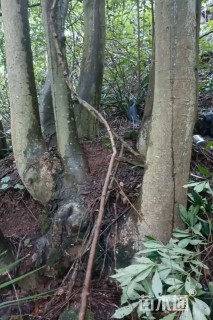 12公分(6杆)丛生朴树