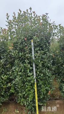 高度150厘米红叶石楠柱