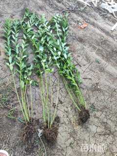 高度90厘米连翘