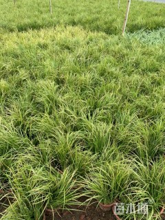 高度20厘米石菖蒲